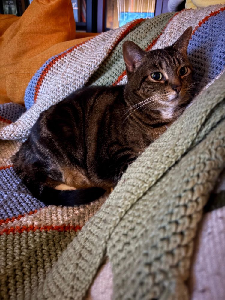 A brown and black tabby sits on a green, orange, white, and blue crocheted blanked