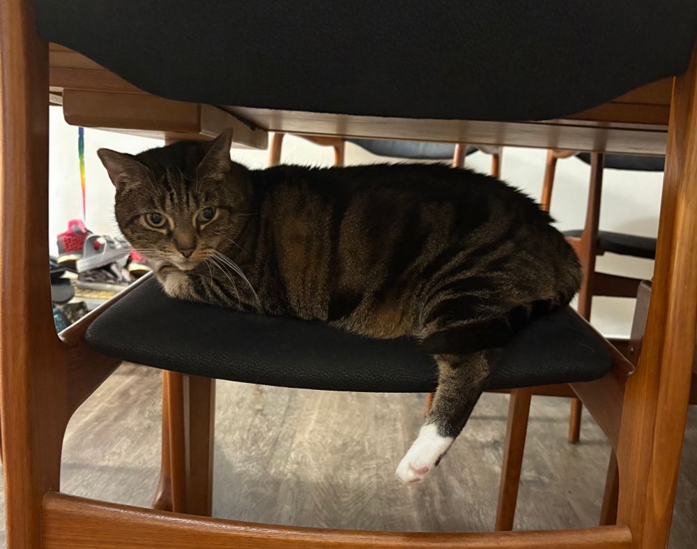 A black and copper tabby sits on a cat with one foot off the edge