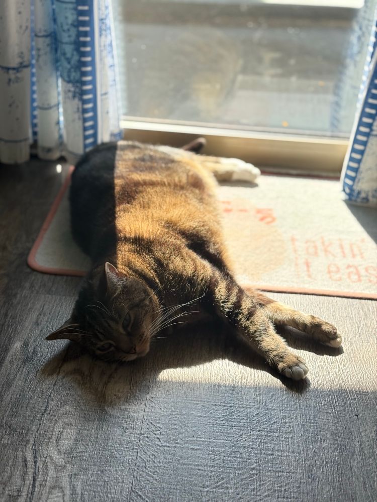 A brown and black tabby lounges in a sunbeam