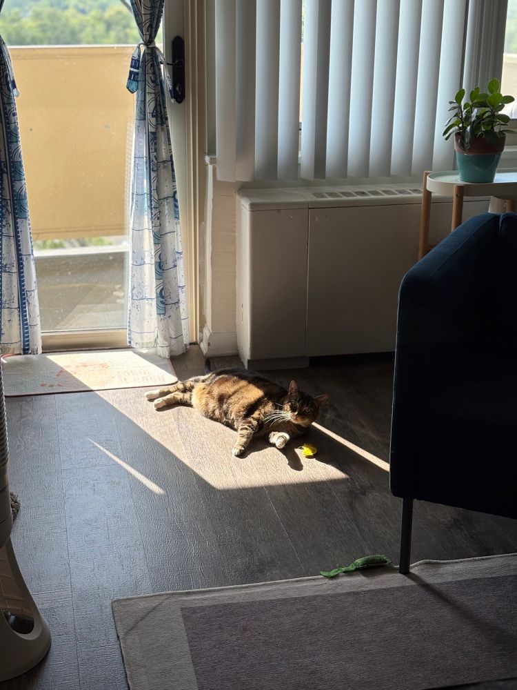 A small but chunky brown and black tabby cat lounges in the sun, looking up at the photographer
