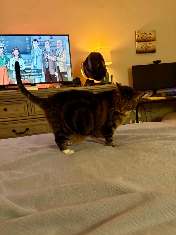 A brown tabby cat with short little legs and white feet stands on a bed with a blue blanket. An episode of Archer is on in the background.