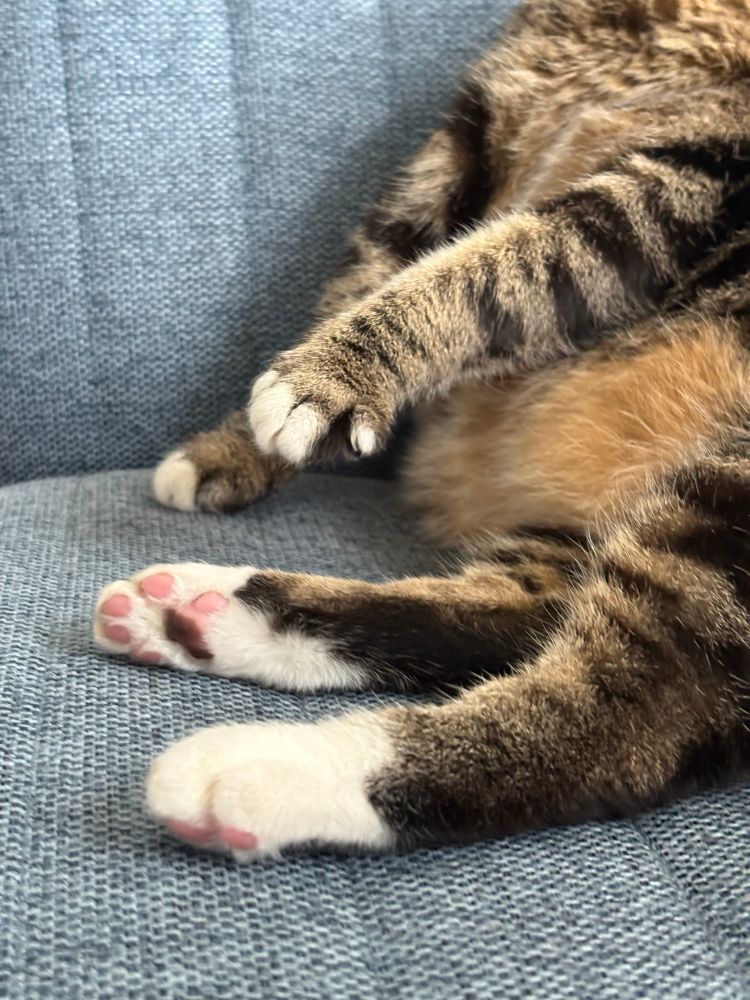 If you zoom in on the brown tabby cleaning herself, her little pinky toe of her front left paw is pointed out, like a fancy little lady