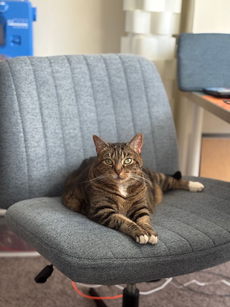 A copper and black tabby cat with large green eyes sits in a blue grey office chair, her affectionate alert
