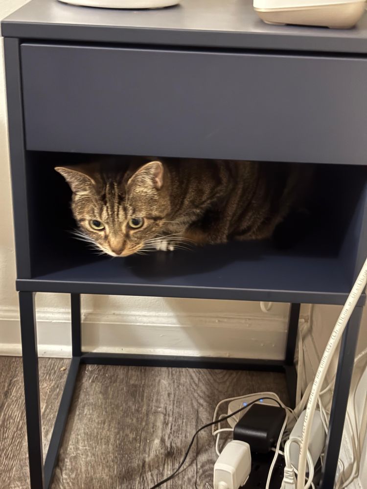 A small brown and black tabby crouches in a shelf of a blue end table