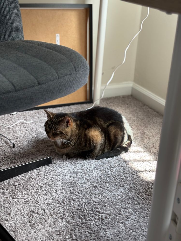 A brown tabby sits under a desk, her butt illuminated by a sunbeam, her eyes closed in contentment.