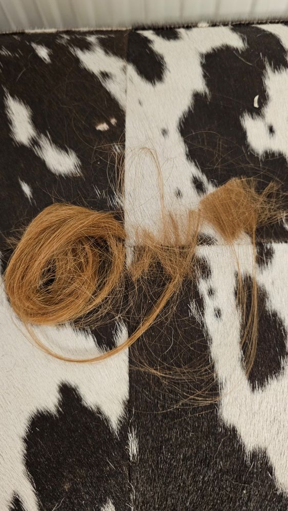 Hair trimmings on a cow hide bench
