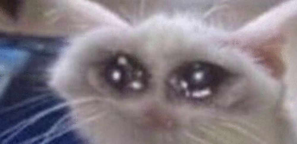 a close up of a white cat 's eyes with tears in them .