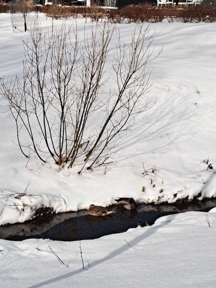 Ducks in a ditch. Snow everywhere. April in Finland.