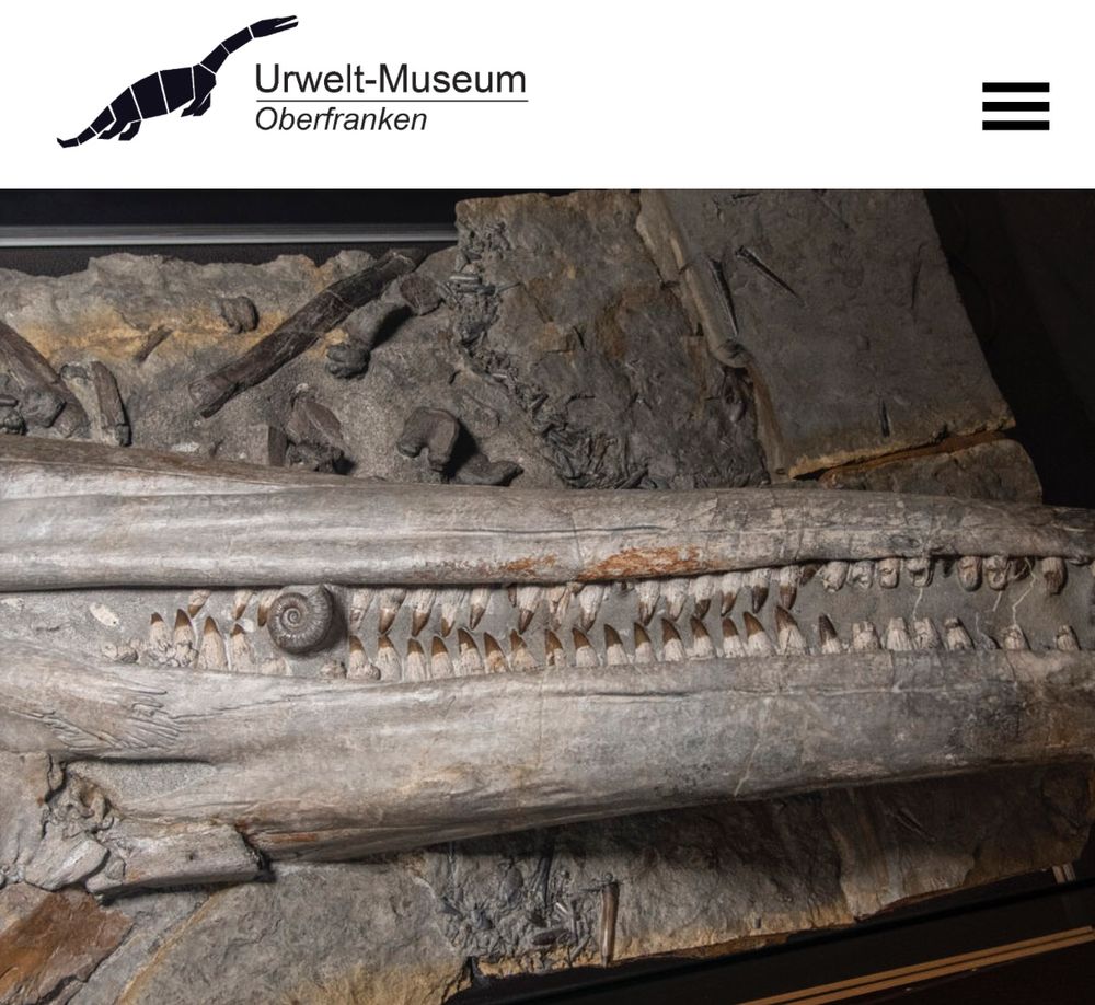 Snout of a Lias ichthyosaur with ammonites from the museum webpage.
