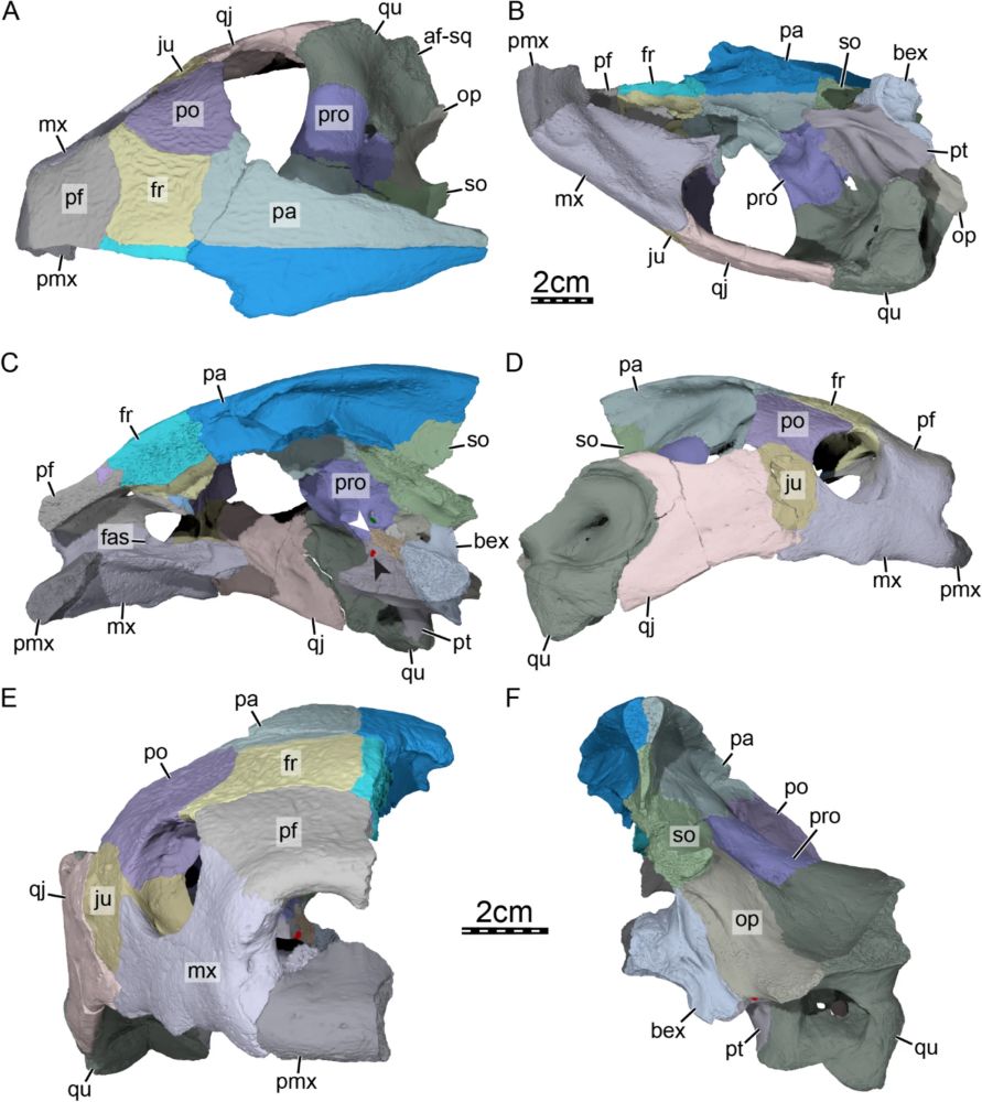 Figure from Paper showing skull anatomy based on 3D model from a CT scan in various views. Individual bones have different colours