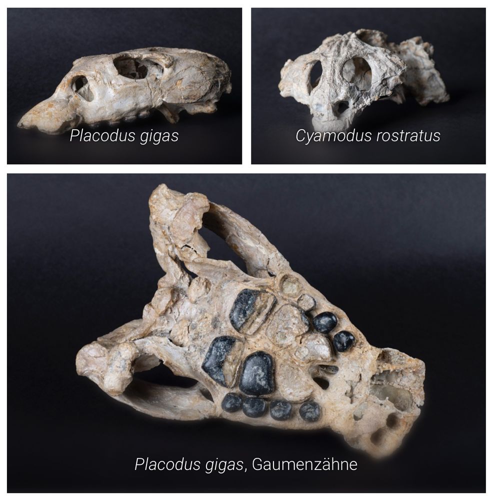 Some Muschelkalk fossils from the collection. Three skulls in various views.