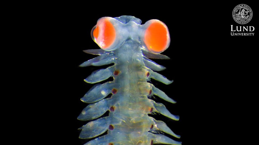 Marine worm with extraordinary vision fascinates scientists