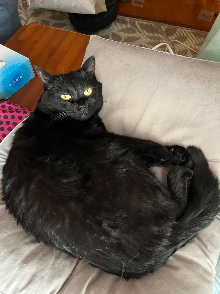 寝ながらこっちをみている黒猫の写真