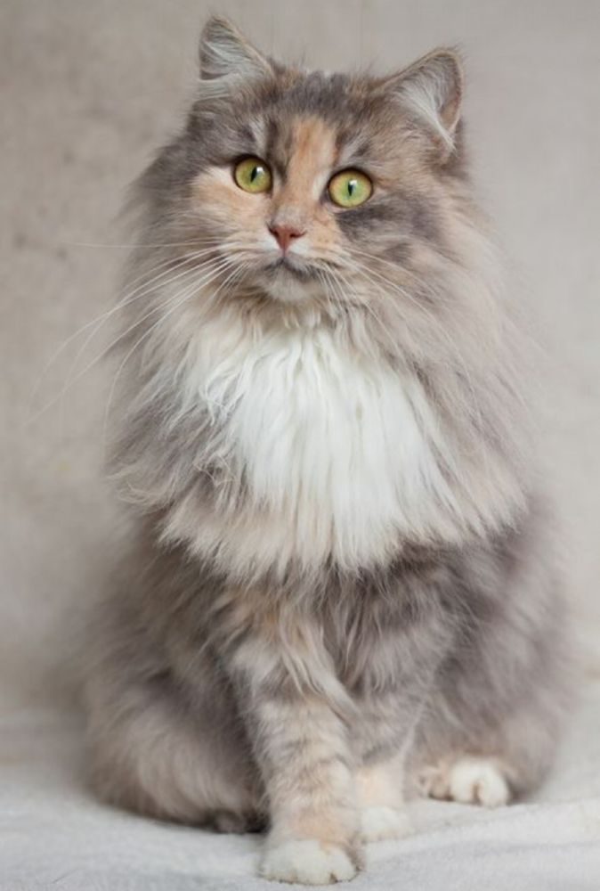 A Norwegian Forest Cat, Diluted Calico in color.