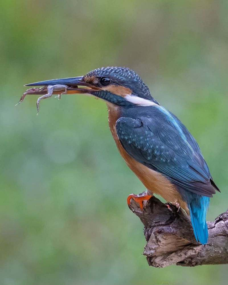 The color photo depicts a Common Kingfisher that caught a frog and it's in his beak, about to eaten as a meal. The macrophoto was taken in November 2025 using a Nikon Z9 + z400mm f2.8TC Lens.