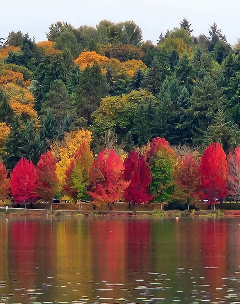 A colorful photo of Greenlake, lake, in Washington State, during Autumn. The calm lake water is in the forefront, reflecting the trees like a mirror. The leaves on the trees have changed color, due the change of season; they're red, yellow & orange, among evergreens.