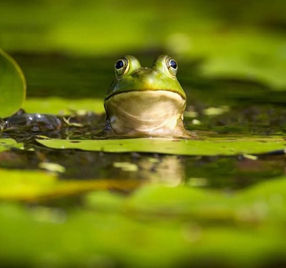 A color photo of a green frog, showing only it's head, staring directly at the camera lens. It's submerged in water, surrounded by green lilypads.