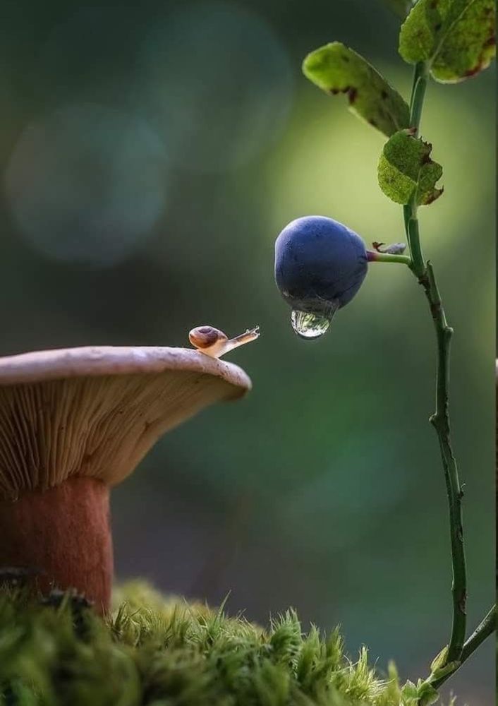 A snail on a mushroom seeking water from a dewdrop on a blueberry.