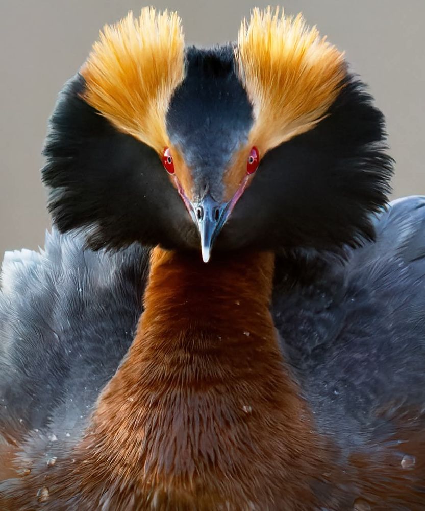 A macrophoto of a Horned Grebe (bird), facing the camera. Only it's head & neck are the focus and showing. The bird is striking in appearance, with symetrical plumage in colors of yellow, black and brown w/red eyes. The photo was captured in Alberta, Canada, by Tim Hopwood, in April, 2022.