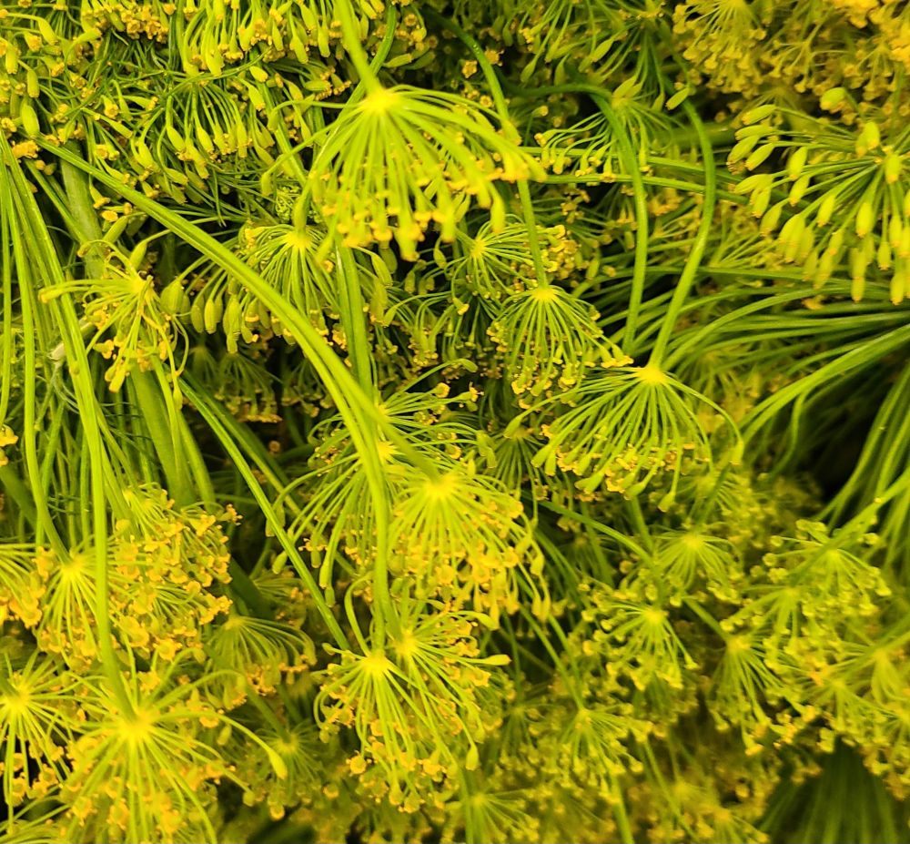 Photo of fresh Dill from garden.