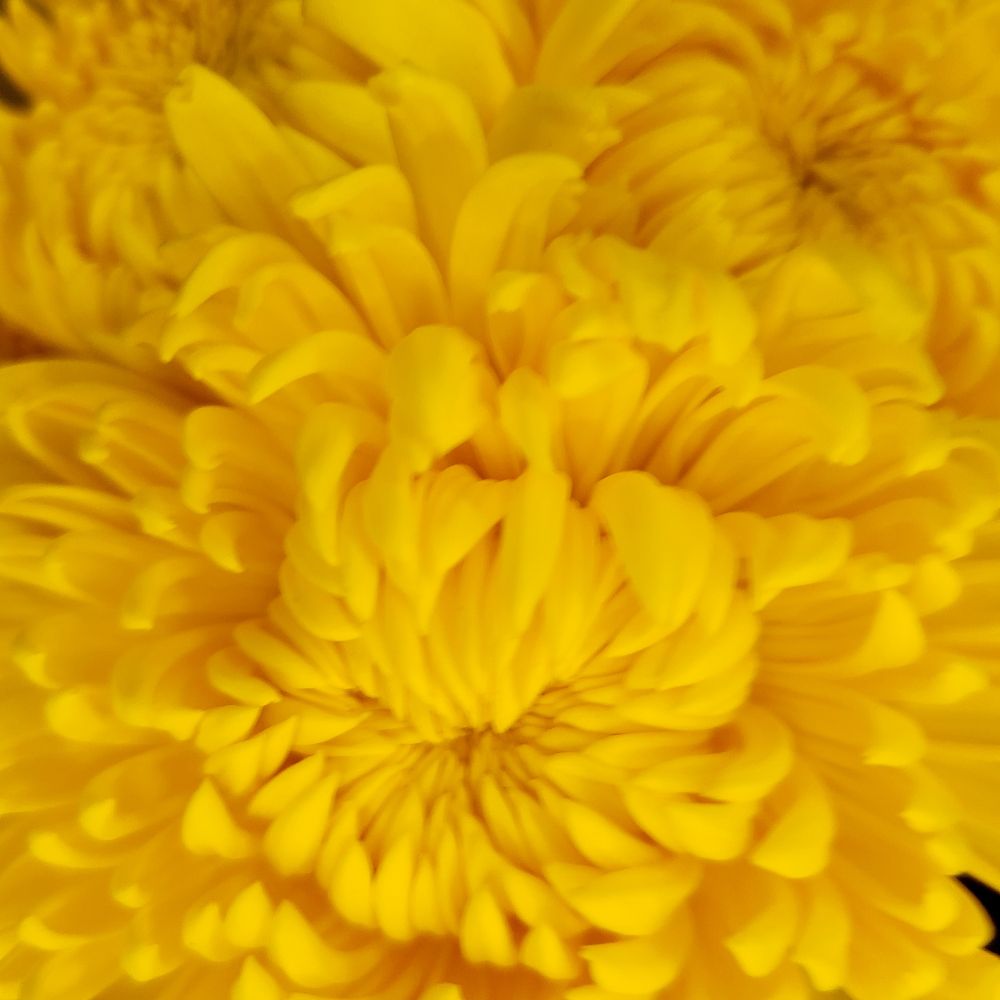 Macrophoto of yellow chrysanthemum during summer on Aug. 7, 2025.