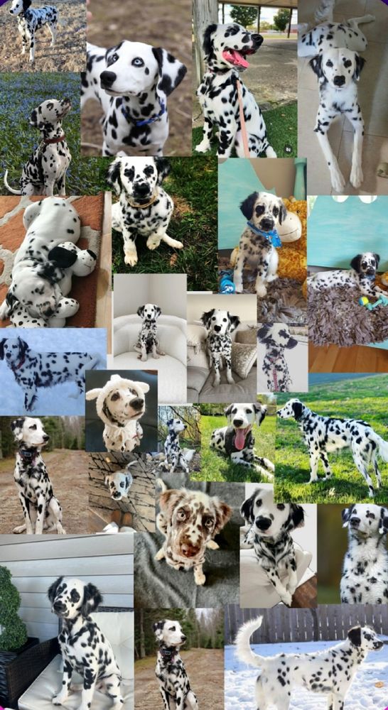 A collage of Dalmatian dogs, showing their many dots or spots.