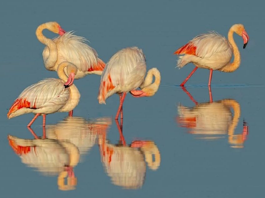 A color photo of 4 Flamingoes, fluffing their feathers while standing in water. Their reflection is captured in the water as well.