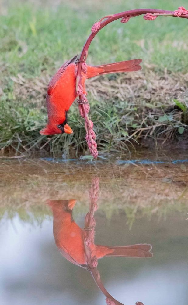 A red, male Cardinal (bird) hanging from a low hung branch appearing to look at it's own reflection in water.
