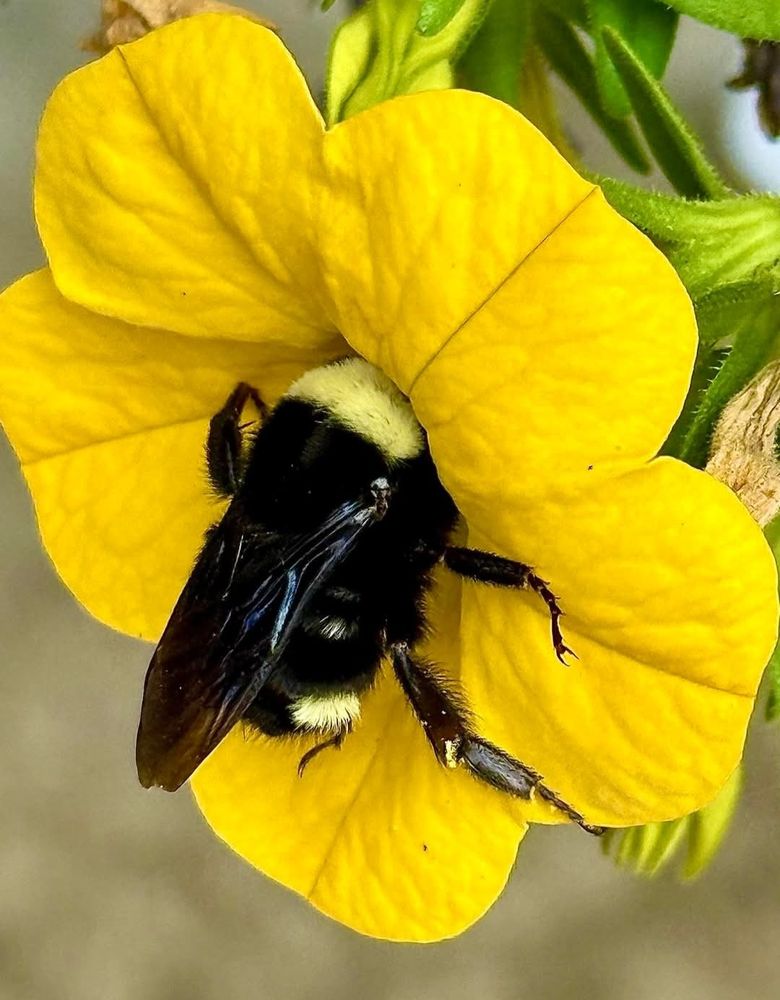 A bright yellow, macrophoto of a Petuna flower with a bee inside, during summer in Washington State.