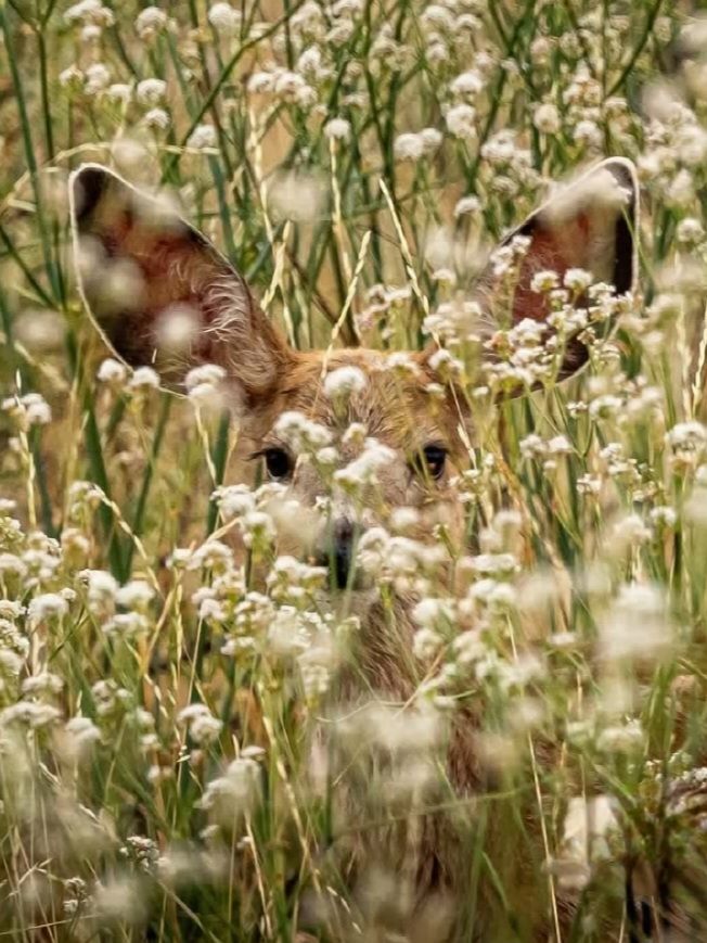 A baby deer hiding in tall grass in Washington State.