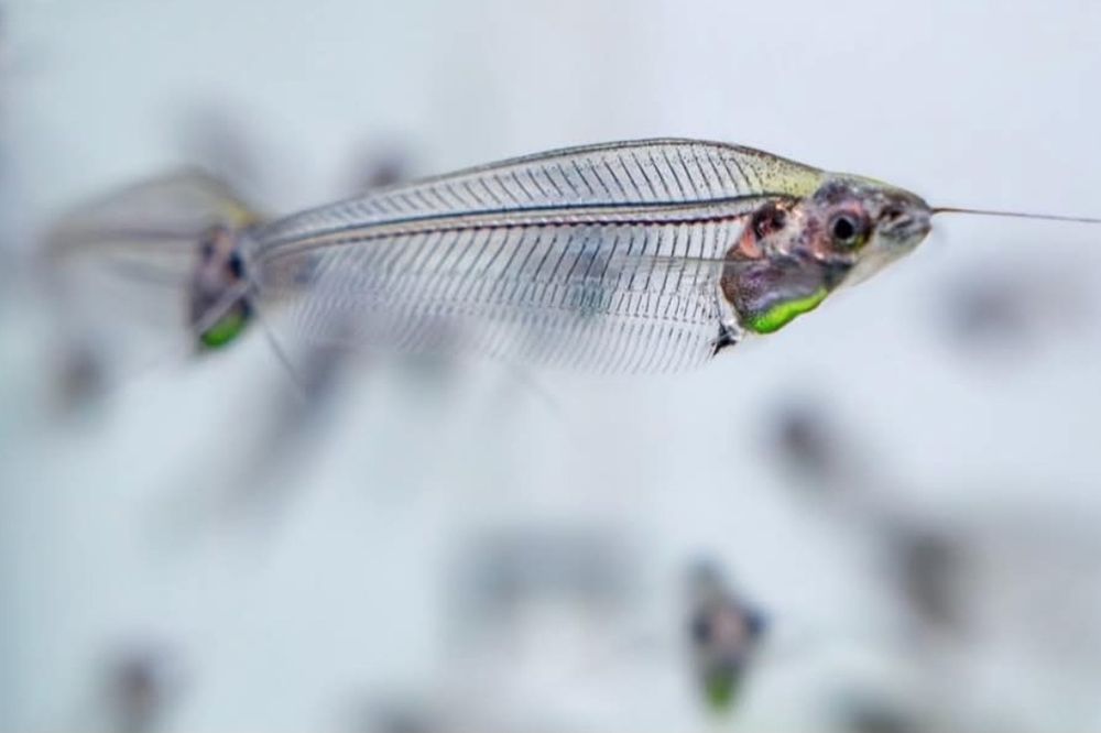 A close-up photo of a Ghost Catfish, swimming in aqarium water. The fish gets it's name from being virtually see through.