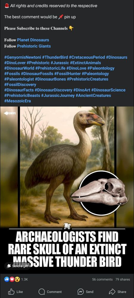 Screenshot 2 of 2 of a Facebook post about Genyornis newtoni, which has an AI generated image produced from work illustrated by Jacob Blokland (not attributed). Skull image they have used here is unaltered from what I drew.