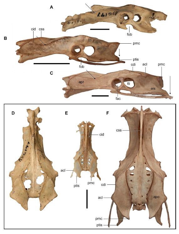 Figure 2 from the paper, comparing pelves of Hodgens' waterhen, Tribonyx ventralis and Porzana fluminea.