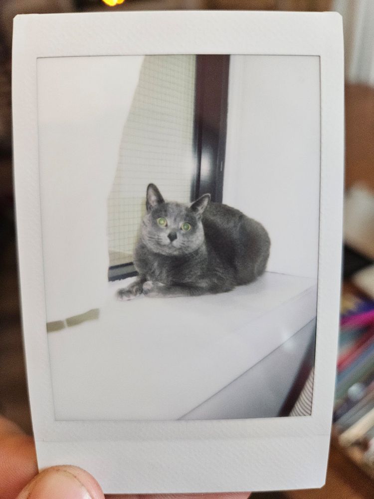 a polaroid of a small gray cat laying in a loaf in a window sill. her eyes are wide and she looks bemused, as if she has never had a single thought in her entire life