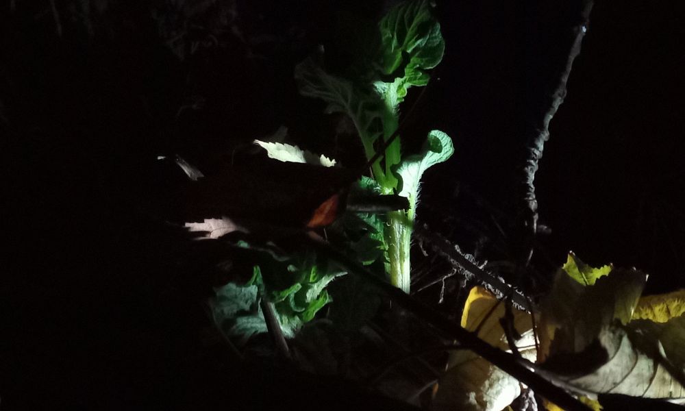 Green leaves with fluffy stems sprouted from old potatoes I placed there in the summer. It's another place for sticks, leaves, big branches, insects, birds to perch on, and such. A night time photo with a light beam coming from the right. Nothing else is visible.