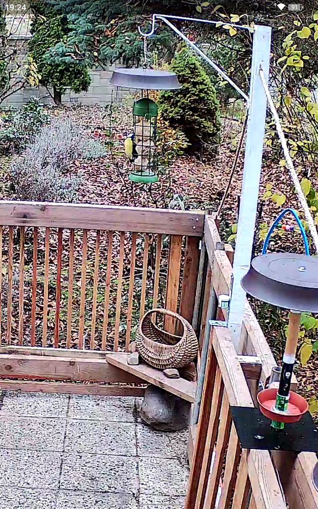 A great tit in stand-by mode on the suet ball silo. A half of her body can be seen from behind the feeder, her yellow belly, black middle stripe, white cheek and black head. She holds onto different bar levels with head turned towards the food. 