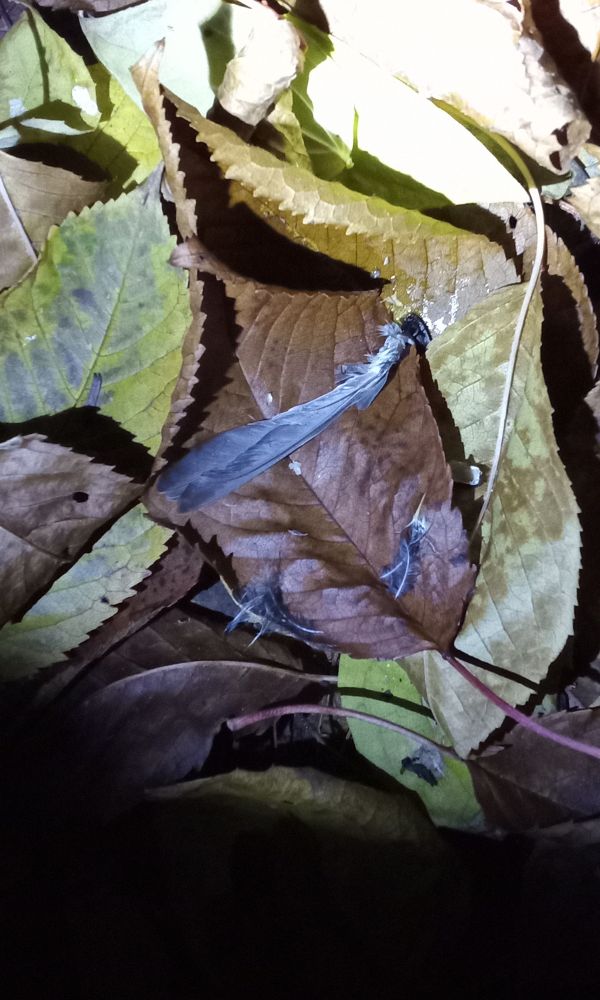 A few clumps of feathers on fallen leaves. Feathers belong to a chickadee. I was probably cheering her up the day before. I am heartbroken as I am trying hard and harder, even spent a lot of time birdwatching, but once I disappear behind the doors some tragedy occurs. I removed things from the terrace. Worked after dark too. Added more planks to the bottom part of the makeshift railing. 

The night became very frosty, there is a birdhouse occupied and I don't know if they have young ones in it or just live there, because they are pretty much protected in that bunker type bird fortress.. I mean house, bird house. So stopping feeding them might bring some difficulties. I still have a guerilla style feeder on the balcony, where everything was before I could take over the terrace. But even there raptors watched and successfully attacked. The feeder sits low in a tray on the floor by the door and offers water and in the closed rotunda is food. 