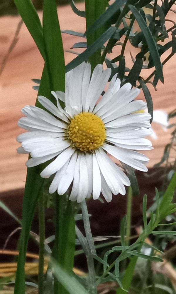 A big white bloom with a yellow middle of a daisy. Flowers keep going.