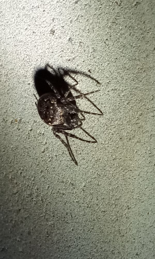 Resident round spider on his wall in the light of a flashlight photographed from the front on an angle. The flashlight casts an ominous shadow behind the spider, who just sits there like any other night of sitting there. Meanwhile in the upper level under the row of windows are tiny copies of this cutie, every one of them is set circa fifty centimeters from the other. A kindergarten.