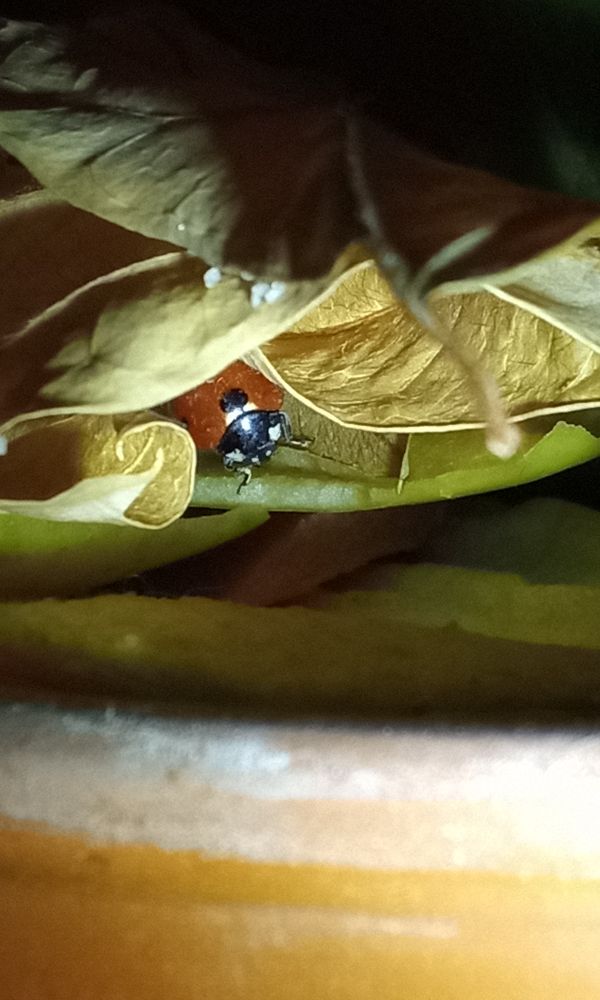 A ladybug is back in dry leaves after she got lost. She also checked on an apple peel.