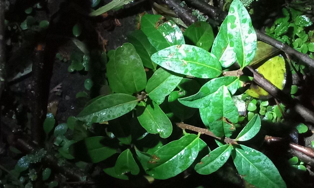 And I also started noticing little shrubs growing in places I planted my harvested berries and seeds. This little green guy is one of them. That's cool. Not only it adds foliage, ground cover, but might provide food for birds. 