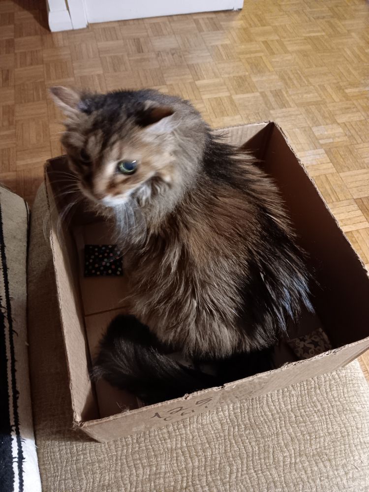 Lucy, a long-haired brown tabby cat, is sitting in a cardboard box on top of an ottoman, looking back over her shoulder at the camera.