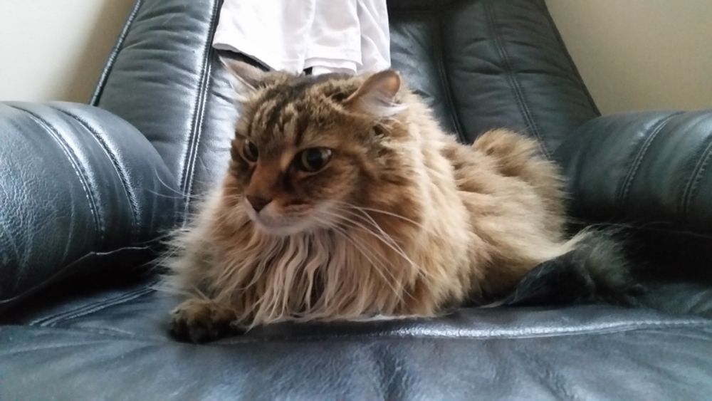 Lucy, a long-haired brown tabby cat, sits at an angle on a black leather armchair with one forepaw emerging from her fluff. She is shot at a slightly Dutch angle and lit from behind, and looks slightly sinister, like a supervillain calling a henchman into a performance review.