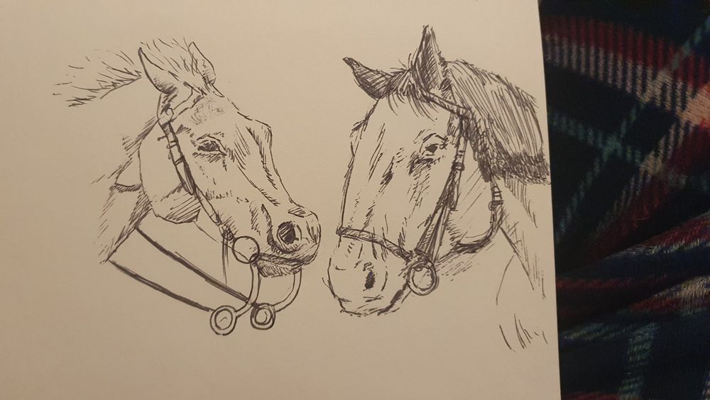 Two pen drawings of HORSES! on paper. Just their heads