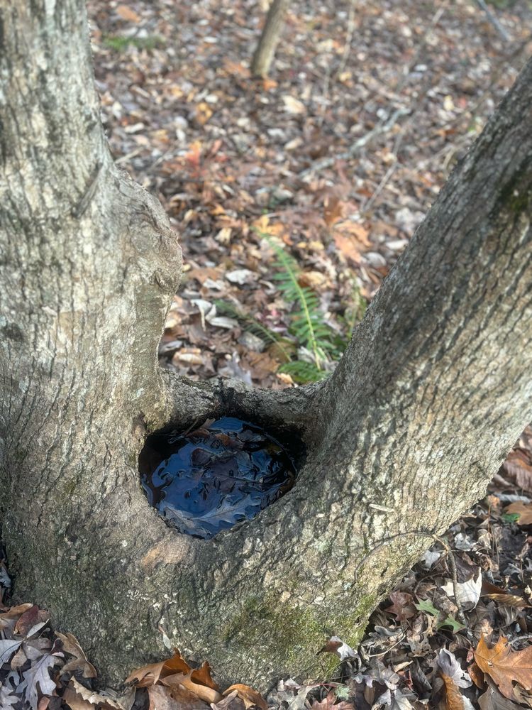 A tree split at the base allows two separate trees to form. At their convergence a hollow space is created that collects water and leaves giving the appearance of a bowl. 