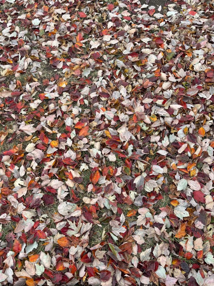 Decomposing autumn leaves under a maple tree. 