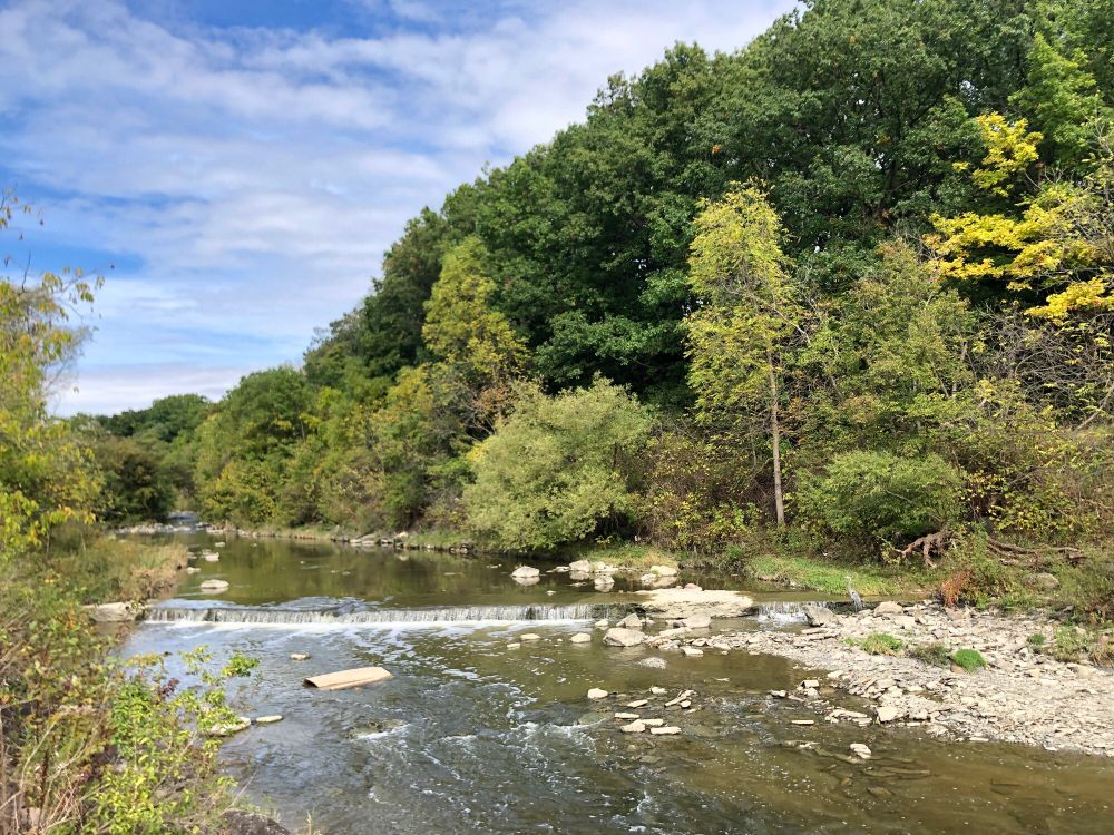 A fave spot I like to stop at when I ride this section of the north part of the Humber River Trail. There’s a tiny 1 foot waterfall across this wider part of the river, rocks along both banks, and lots of deciduous trees. The ones in the background are still dark green. A layer of shorter trees in front on them are turning yellow along with some bushes that give a range of different greens along the banks. The sky is blue with some white clouds. There’s a Great Blue Heron near the right side of the waterfall I only spotted after I took this pic.