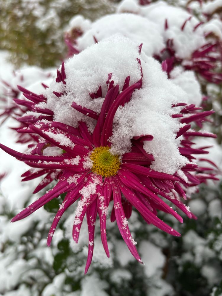A snow-covered magenta flower with long pointy petals and a yellow outer and greenish yellow inner centre eye. More of these flowers I. The background also covered in snow. 