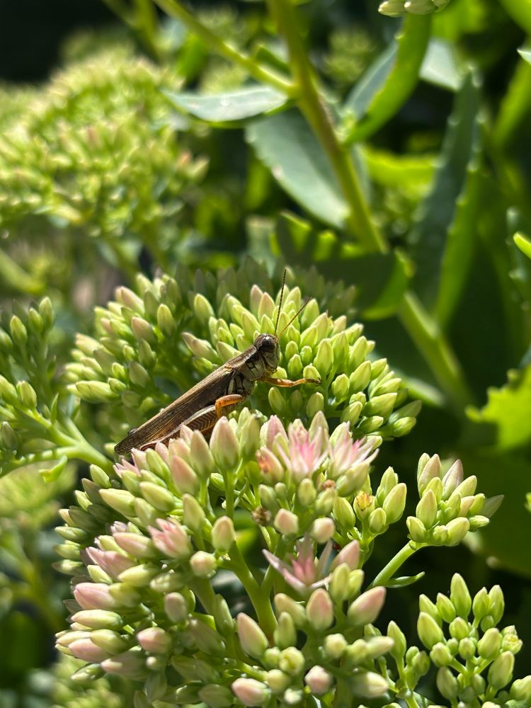 Close up of a grasshopper sitting in the sunshine atop some round groupings of flower heads made up of many tiny buds, with some tiny pink flowers just opening. 