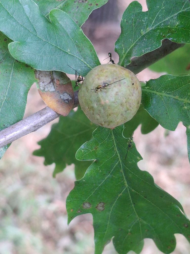 A round green gall sticking out from between the leaves of an oak tree. The gall is covered in small, green and shiny wasps with long ovipositors, a needle like organ that protrudes from the rear of female wasps.